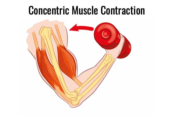 Concentric best sale contraction exercises