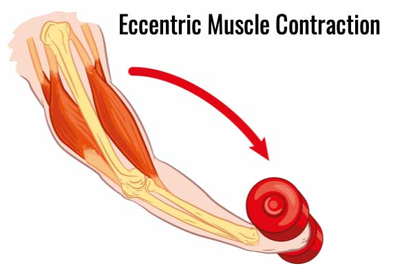 Eccentric muscle contraction bicep curl