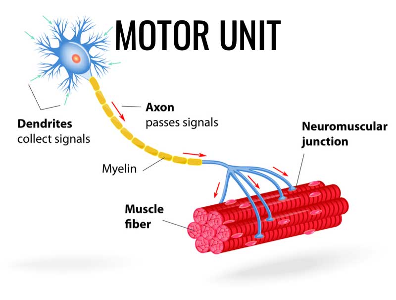 neuromuscular-coordination-what-is-it-and-how-to-improve-it